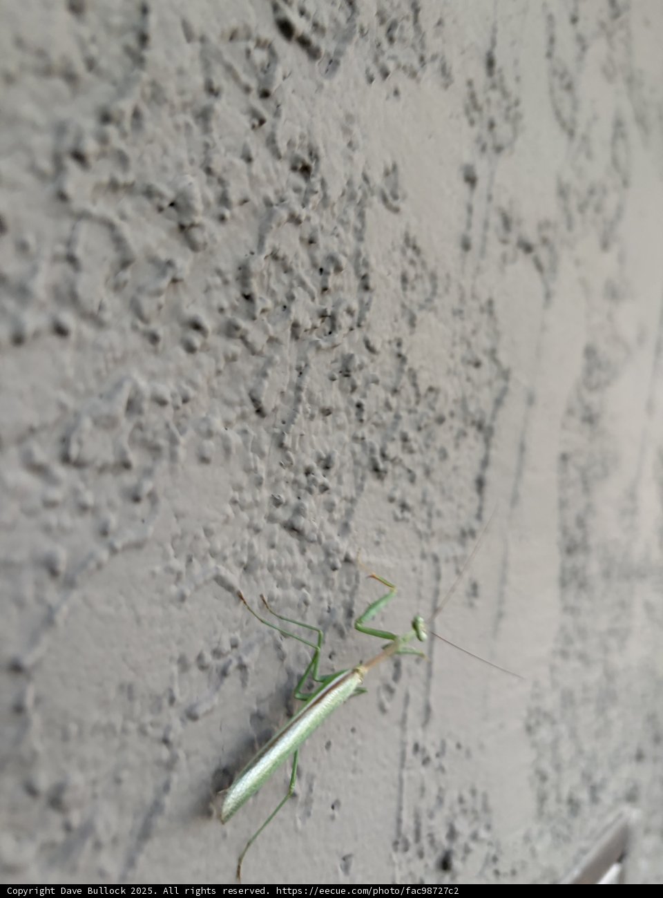 Mantis on the Move