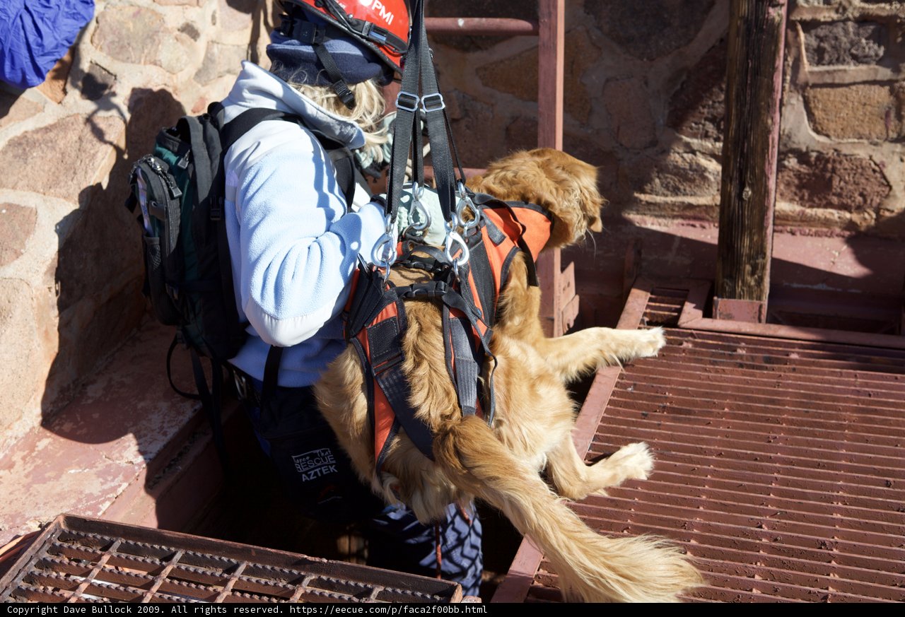 Rescuer in Helmet Walks Dogs along Flagstone Path