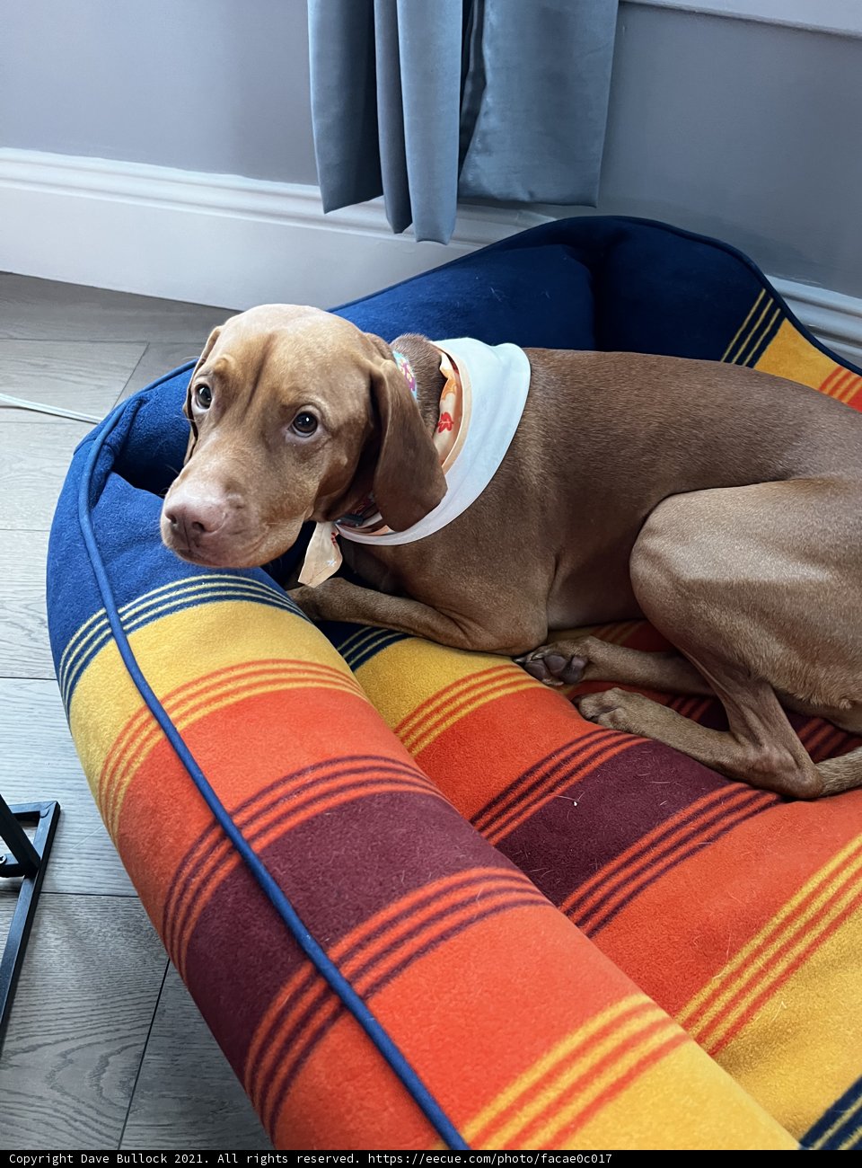 A Dog's Comfy Rest