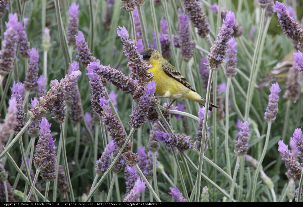 Lesser Goldfinch Feeding on Lavender Flowers