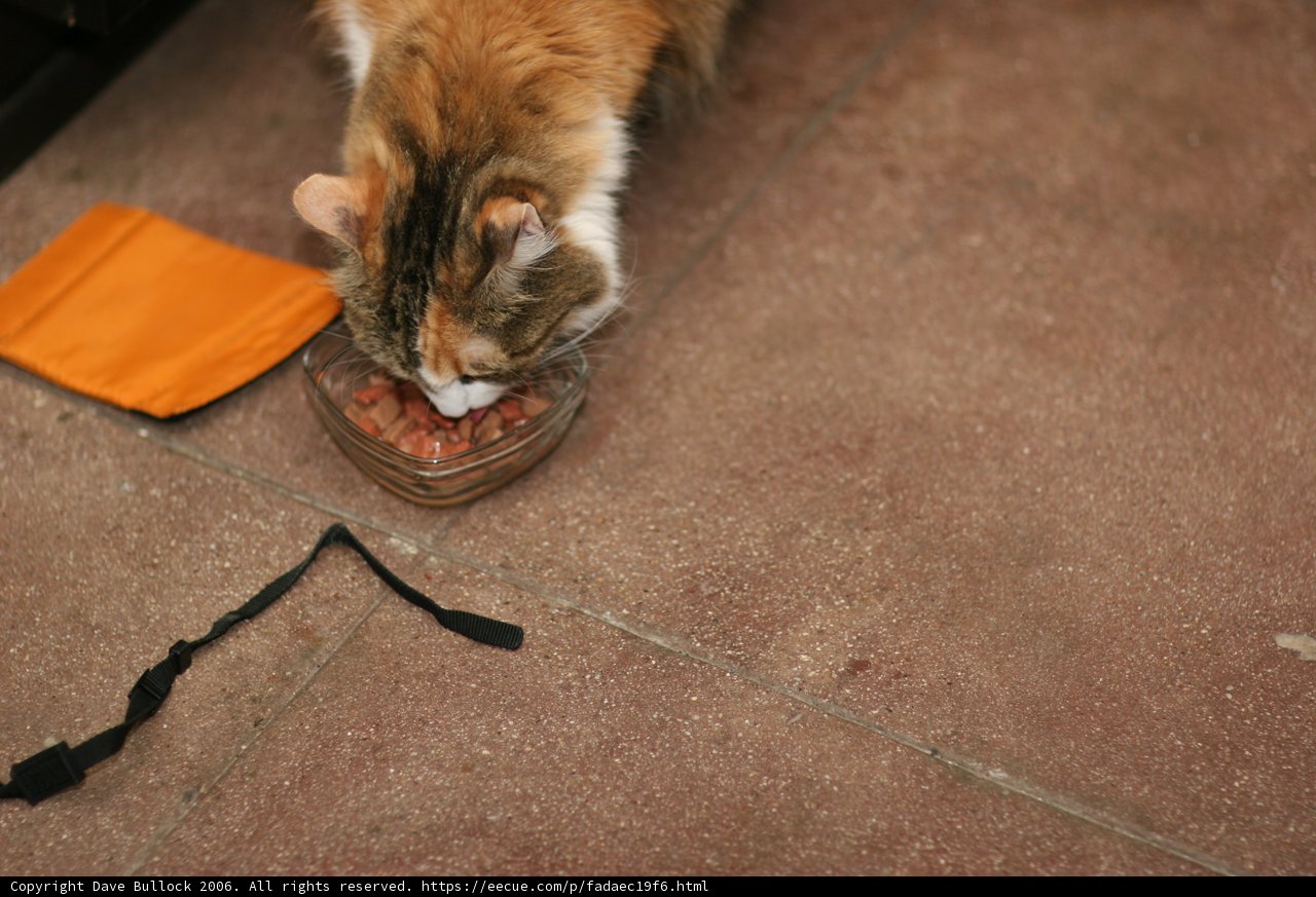 Floor Feeding Feline