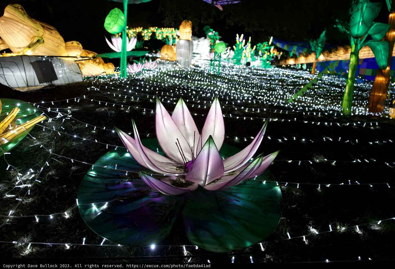 Glowfari Magic: The Radiant Lotus of Oakland