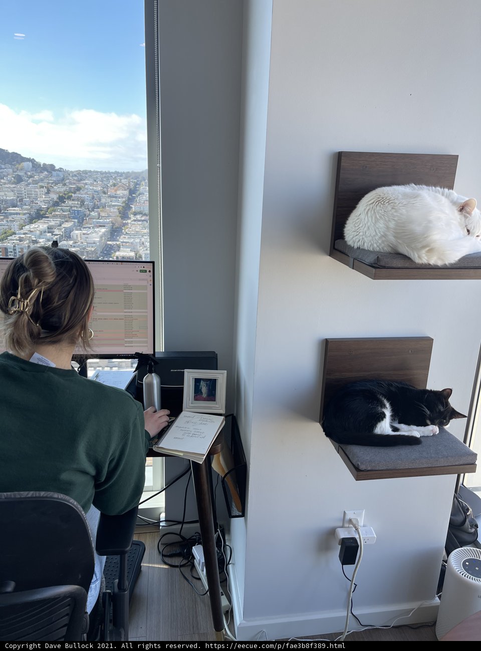 Catnap at the Desk