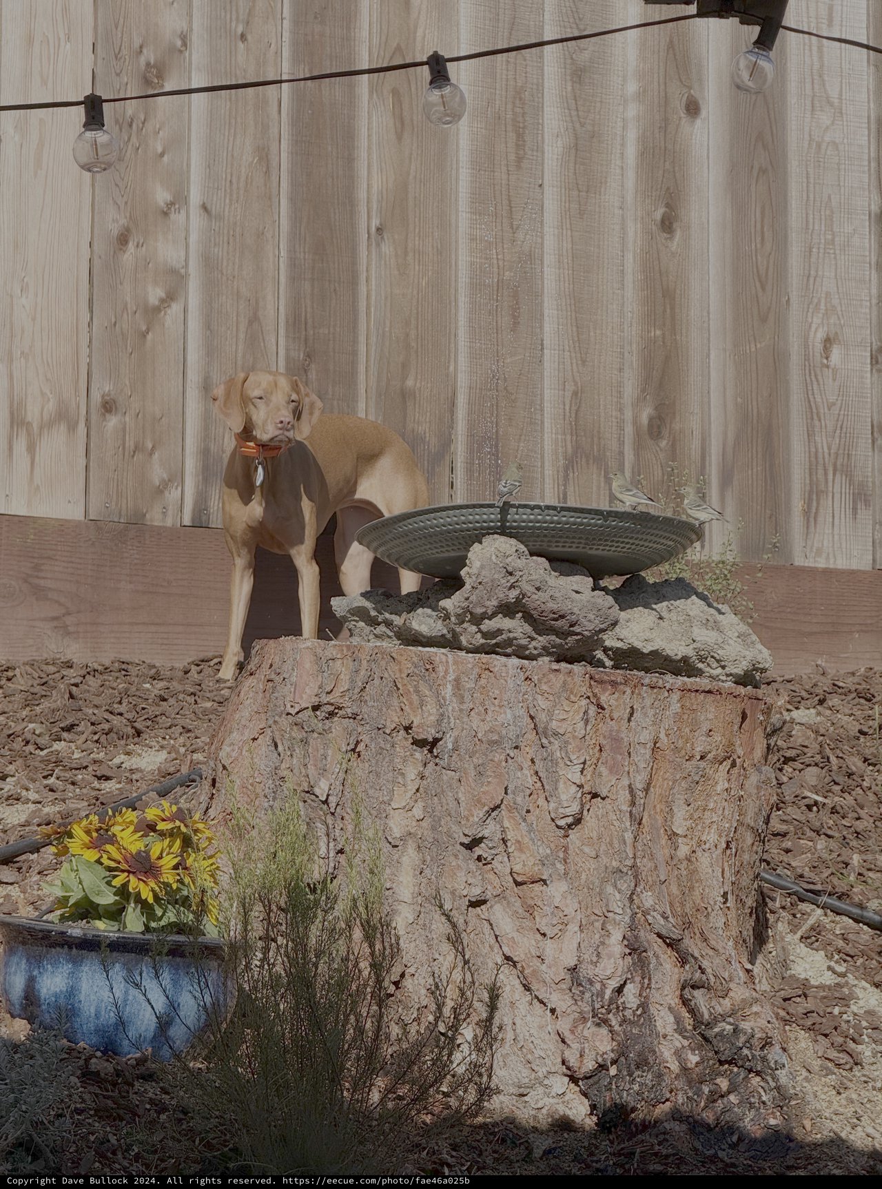 Golden Dog Posing on Tree Stump Garden