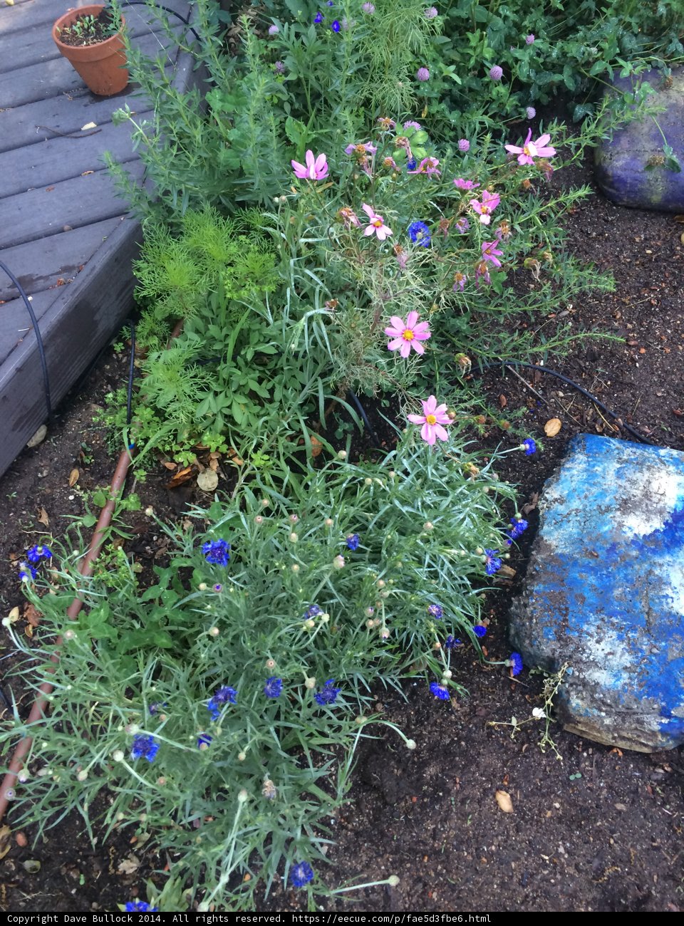 Tranquil Garden of Herbs and Flowers