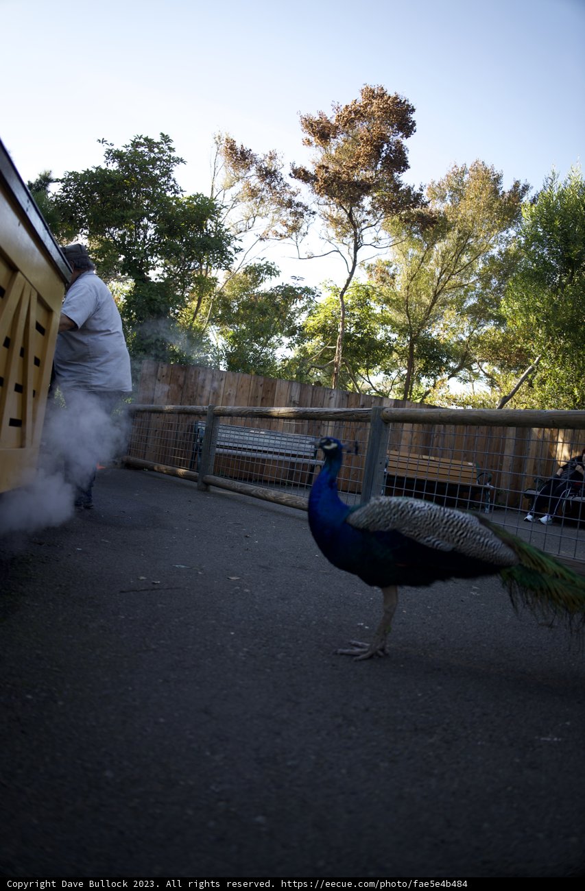 Peacock Parade: A Spectacle on the Streets