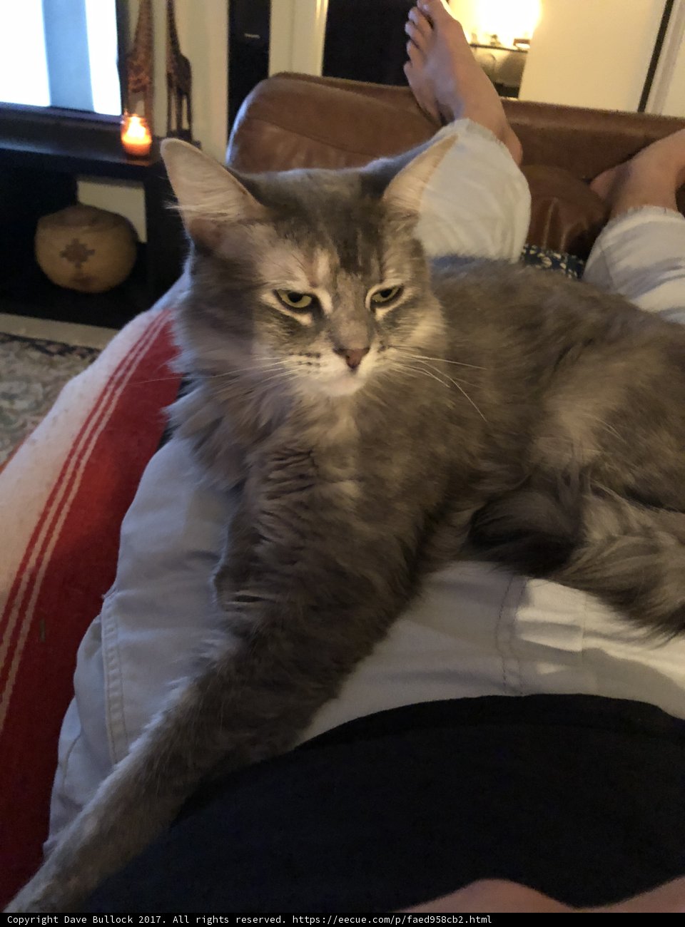 Cozy Living Room Companion