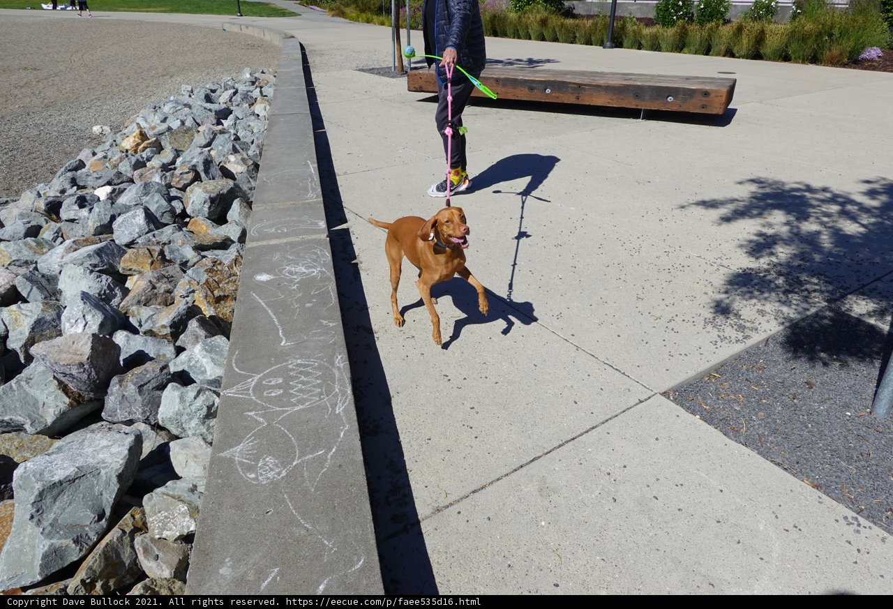 A Walk with Man's Best Friend