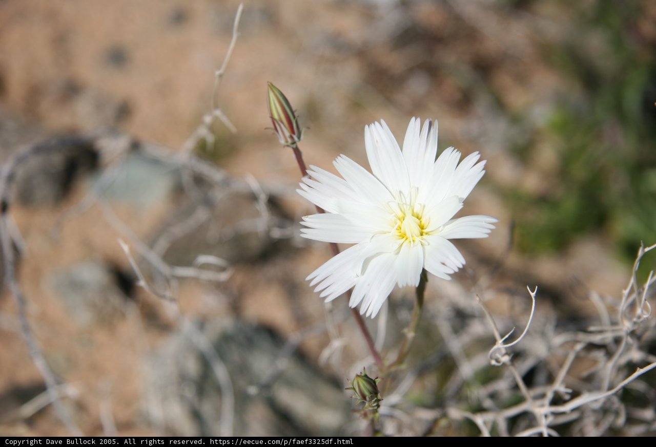 Lone Daisy in a Sea of Green
