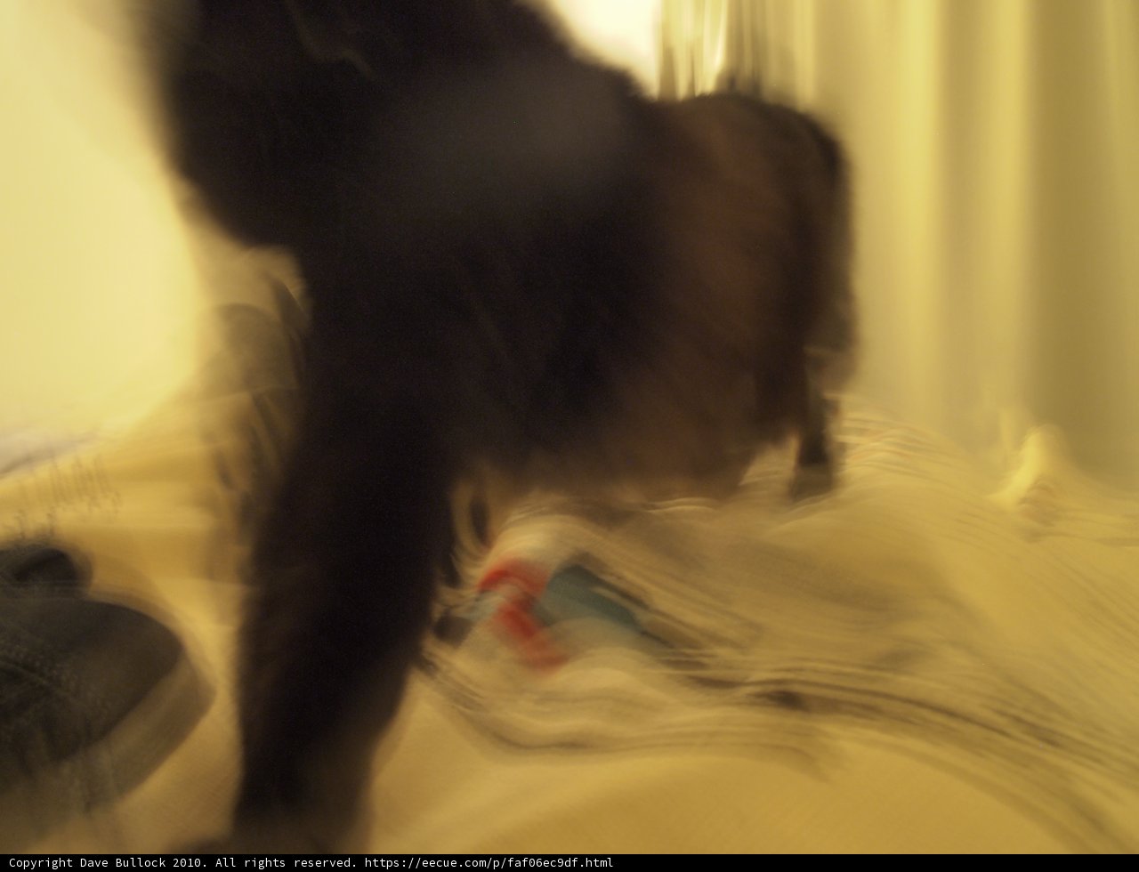 Feline on the Move
