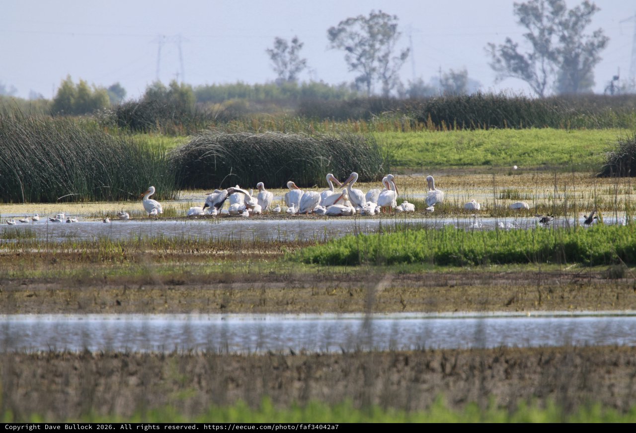 White Pelicans Gathering in Wetland Marsh