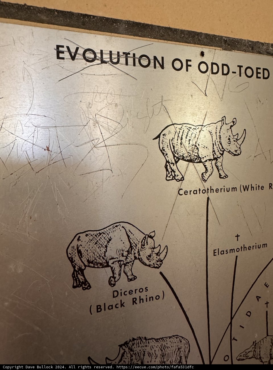 Educational Depiction of Rhinoceros Evolution at Honolulu Zoo