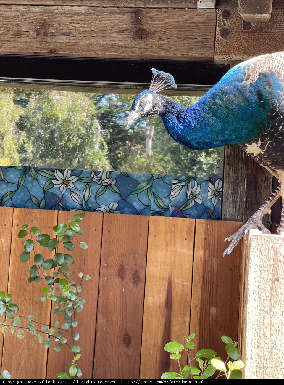 Regal Peacock on Wooden Fence