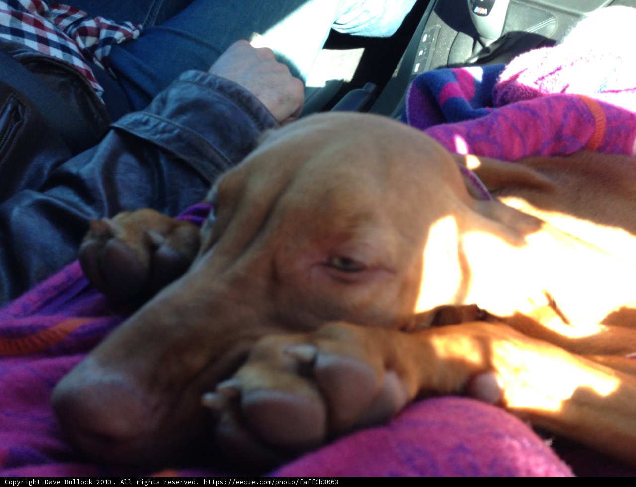Hound on the Ride