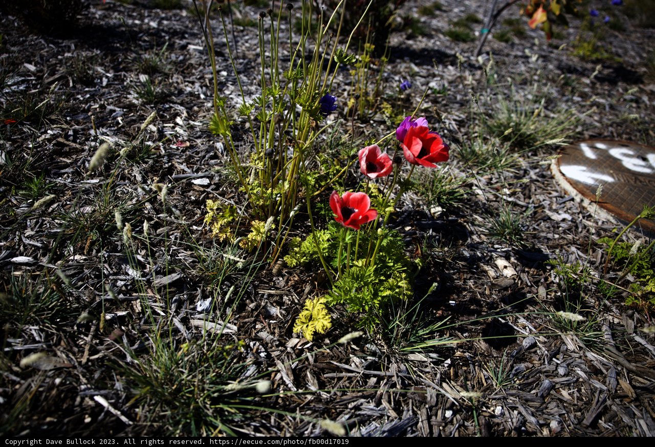 Vibrant Anemone Blooms in the Presidio