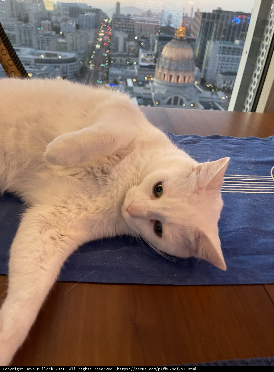 Urban Feline Relaxation