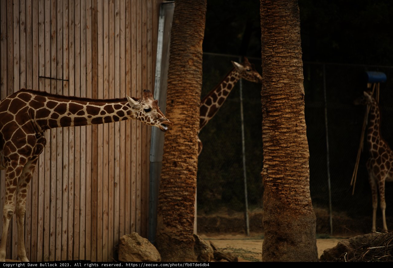 Graceful Giants of Oakland Zoo