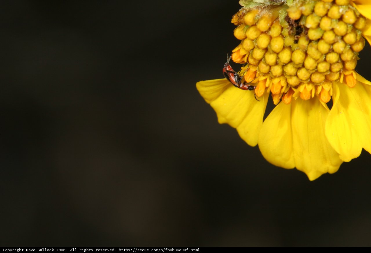 Bug Pollinating a Yellow Flower