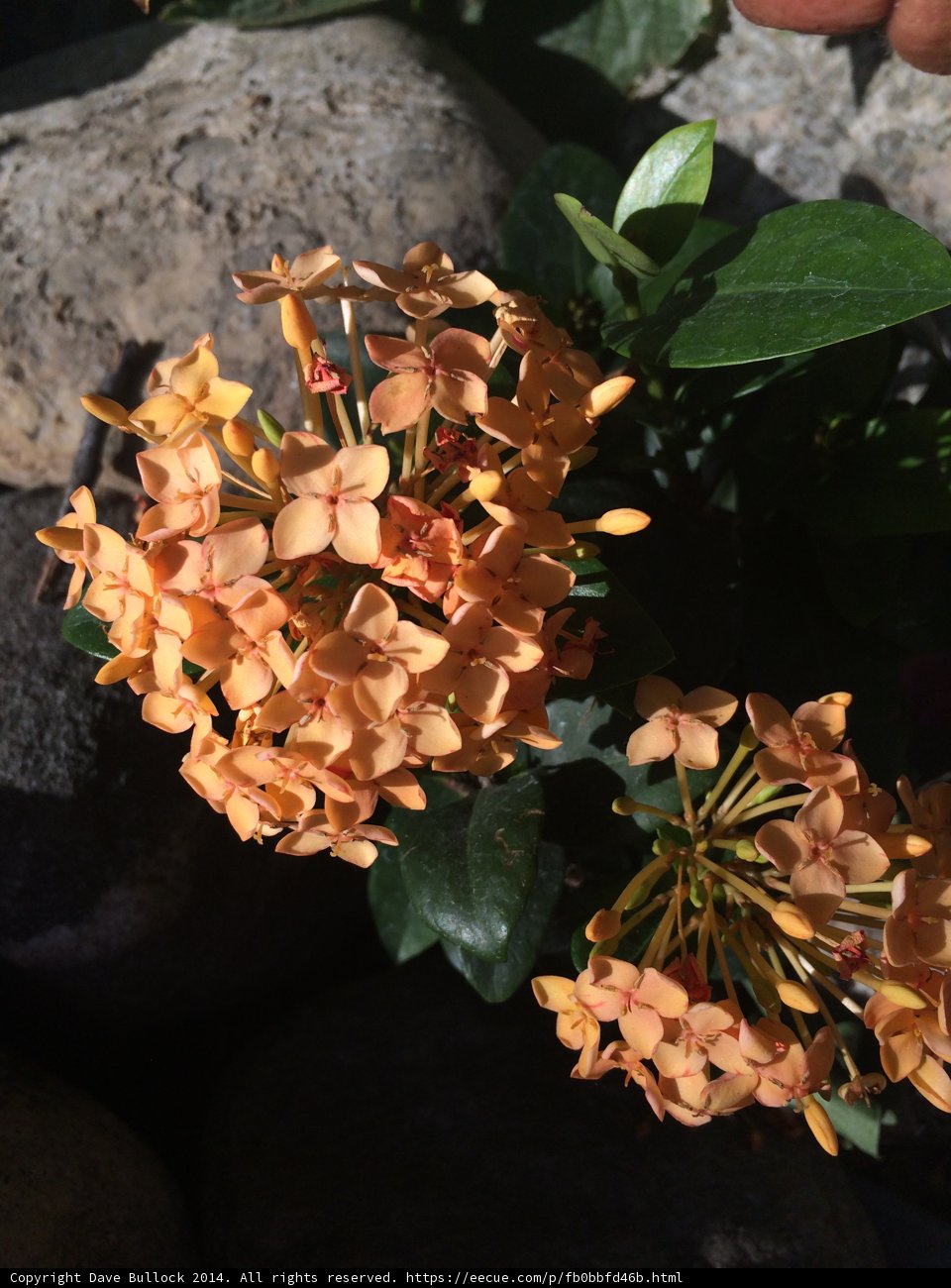 Orange Geranium Flower Bouquet in Altadena, California