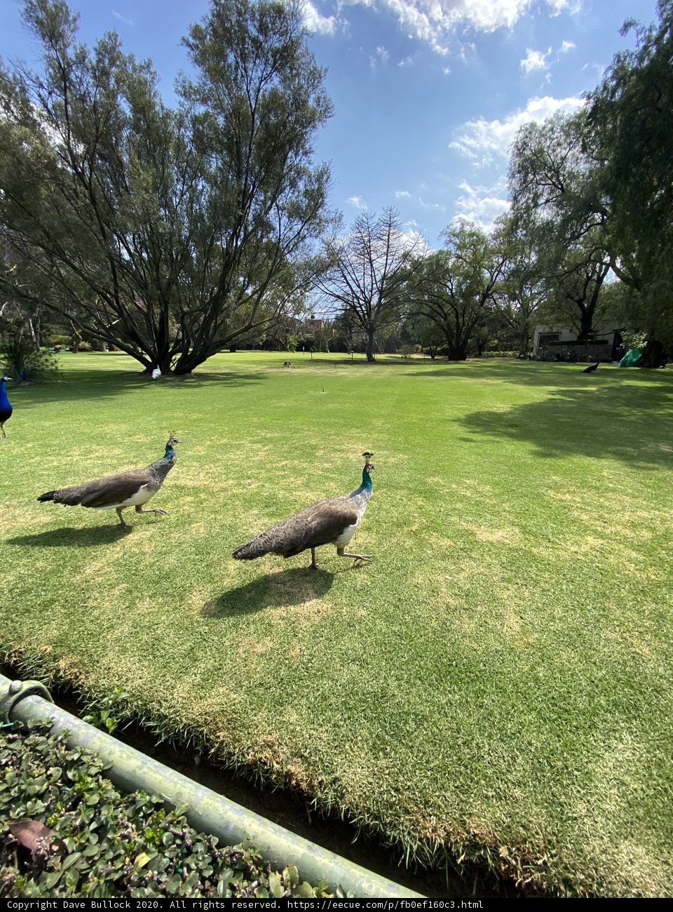 Majestic Peacocks in Xochimilco Park