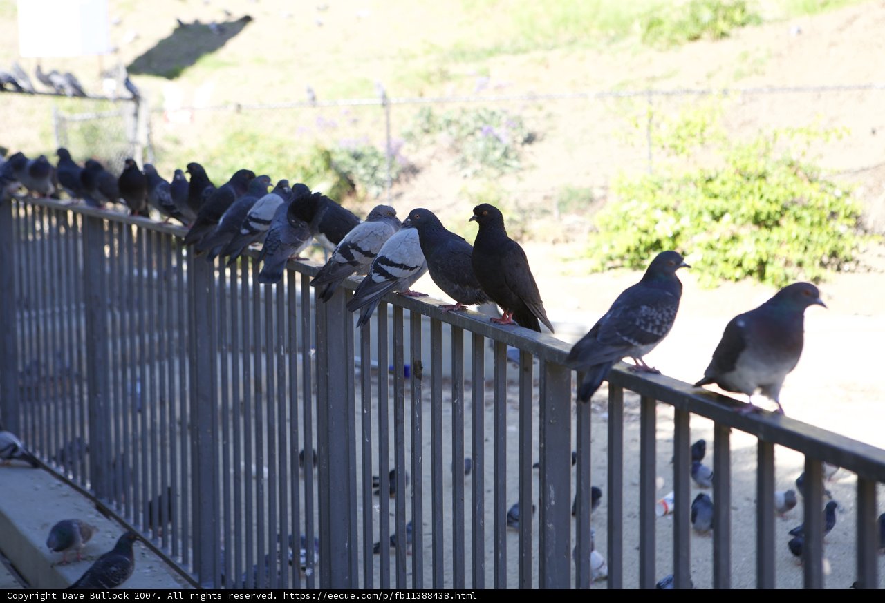 Pecking order on the fence