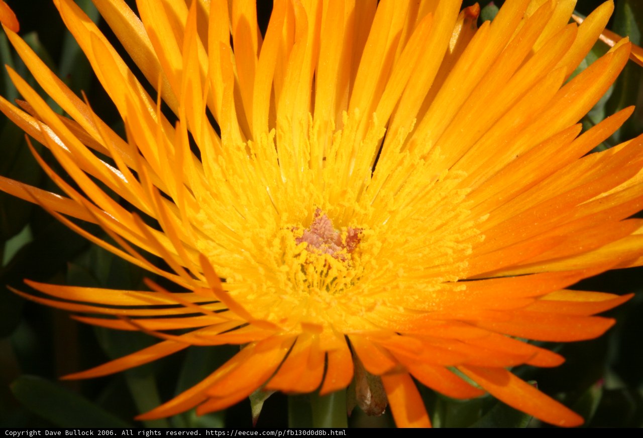 Orange Treasure Flower Blossom
