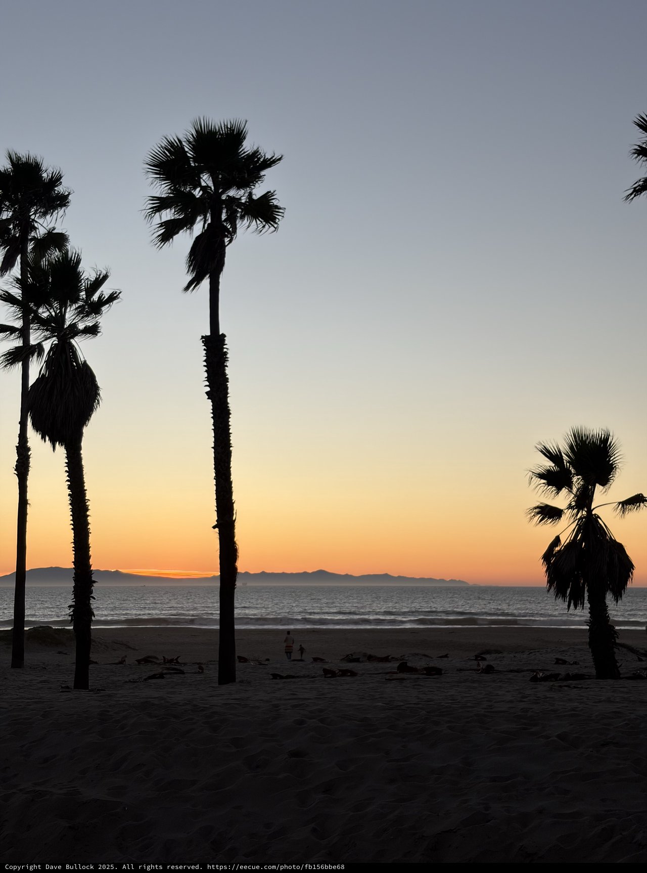 Palm Trees Silhouetted Against Ocean Sunset Beach