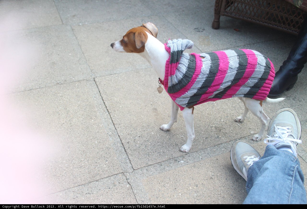 Cozy Beagle