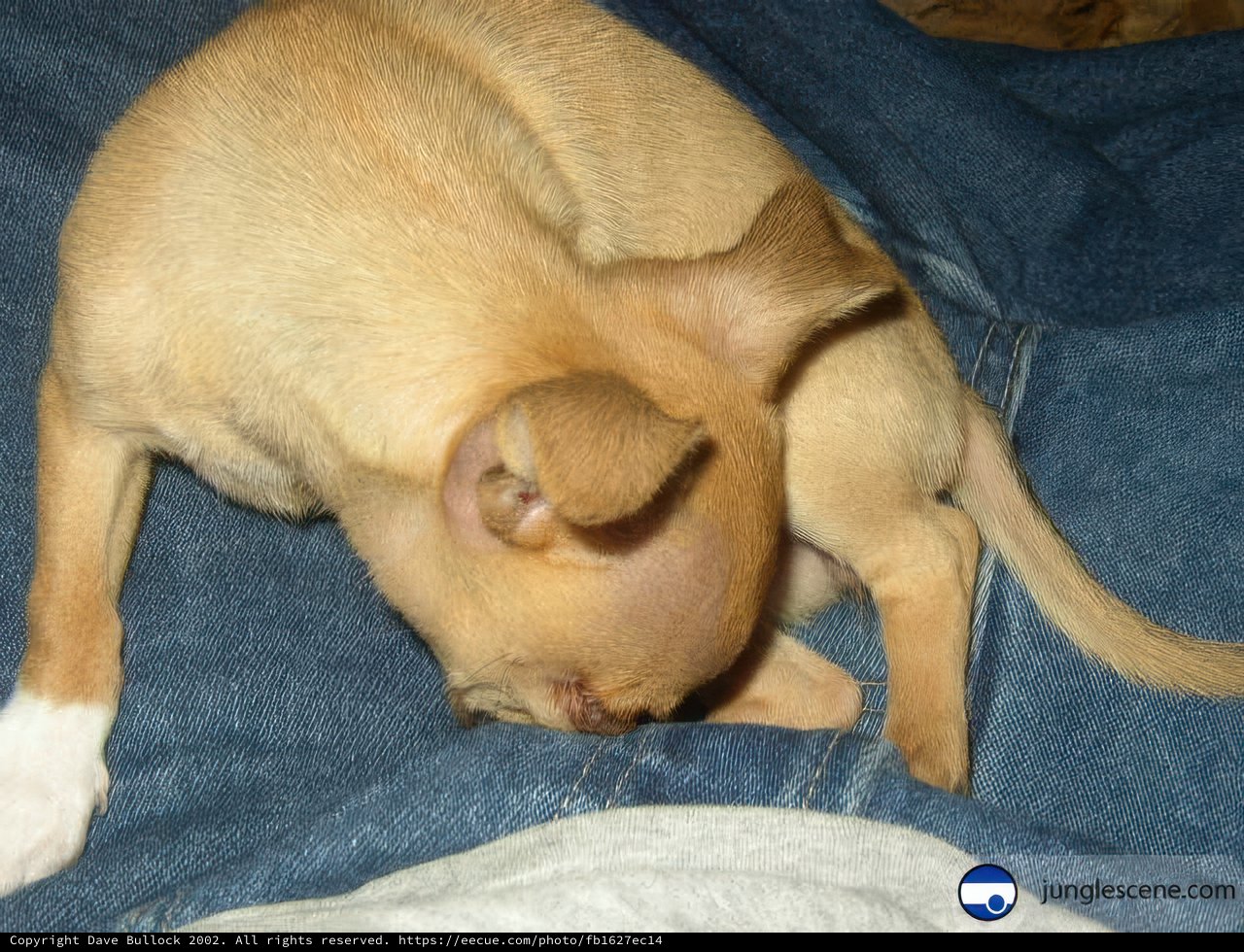 Snoozing on a Blue Blanket