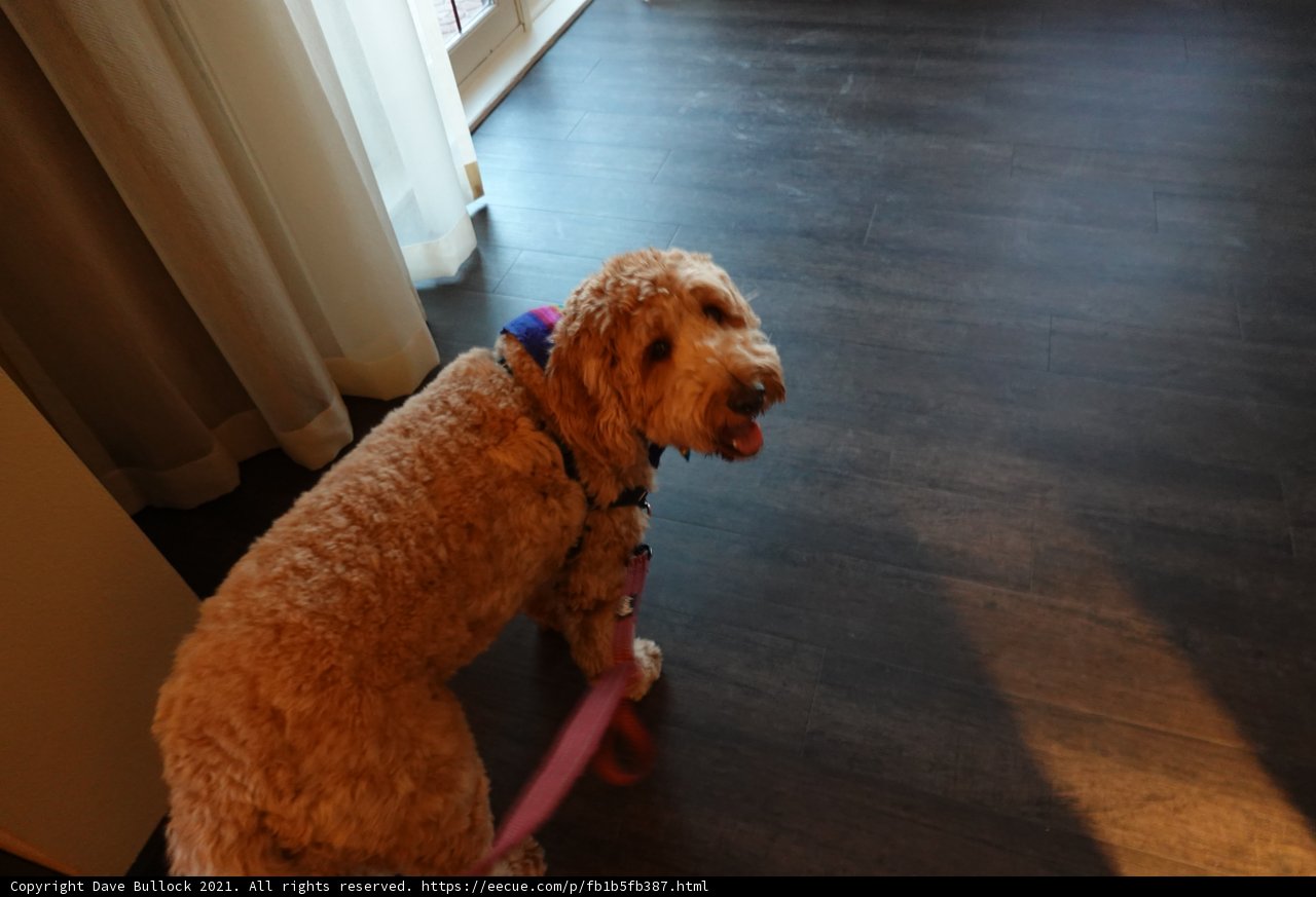 Toy Poodle Struts on Wooden Hardwood Flooring