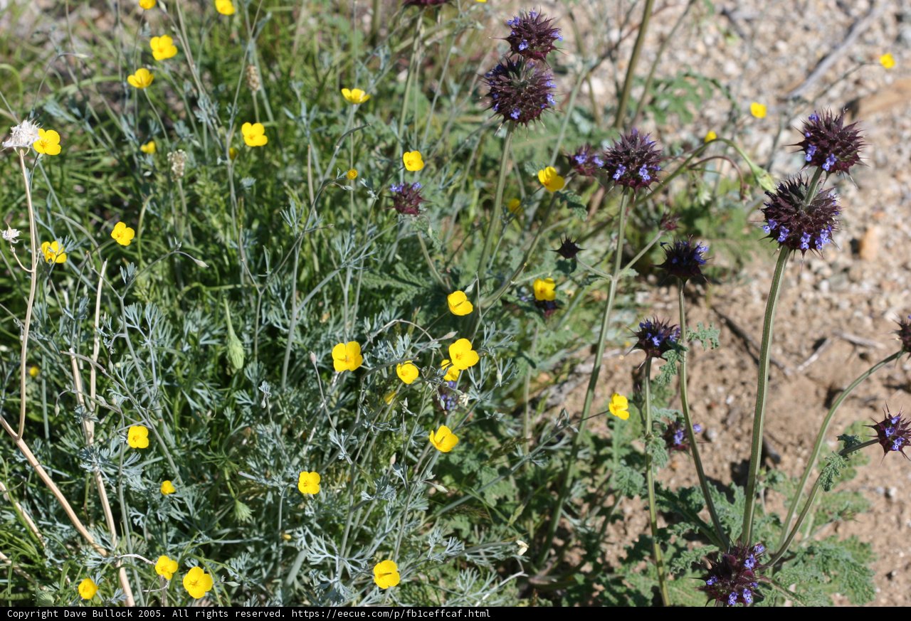 A Bountiful Harvest of Daisies and Purple Flowers