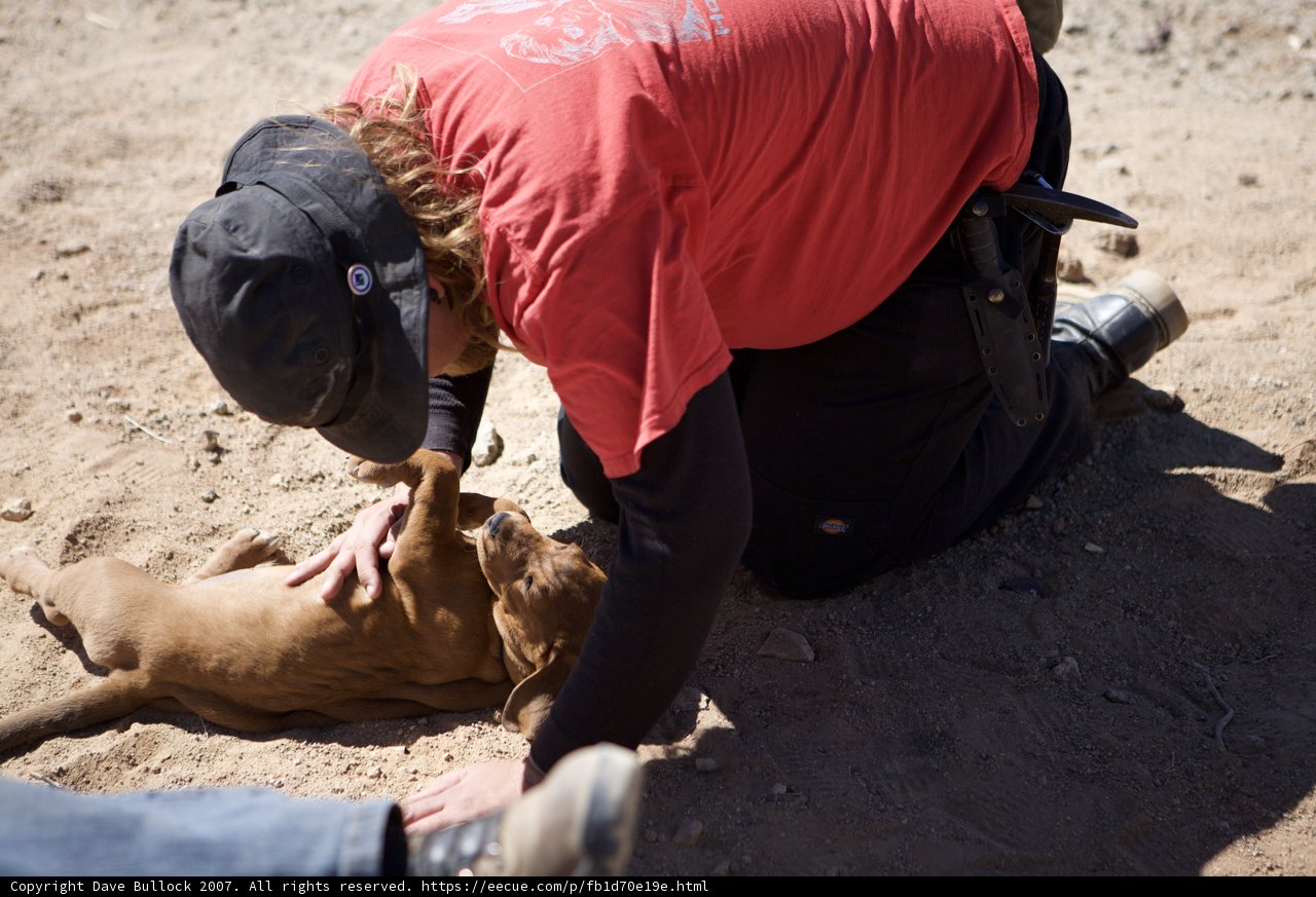 Man petting his beloved Bulldog