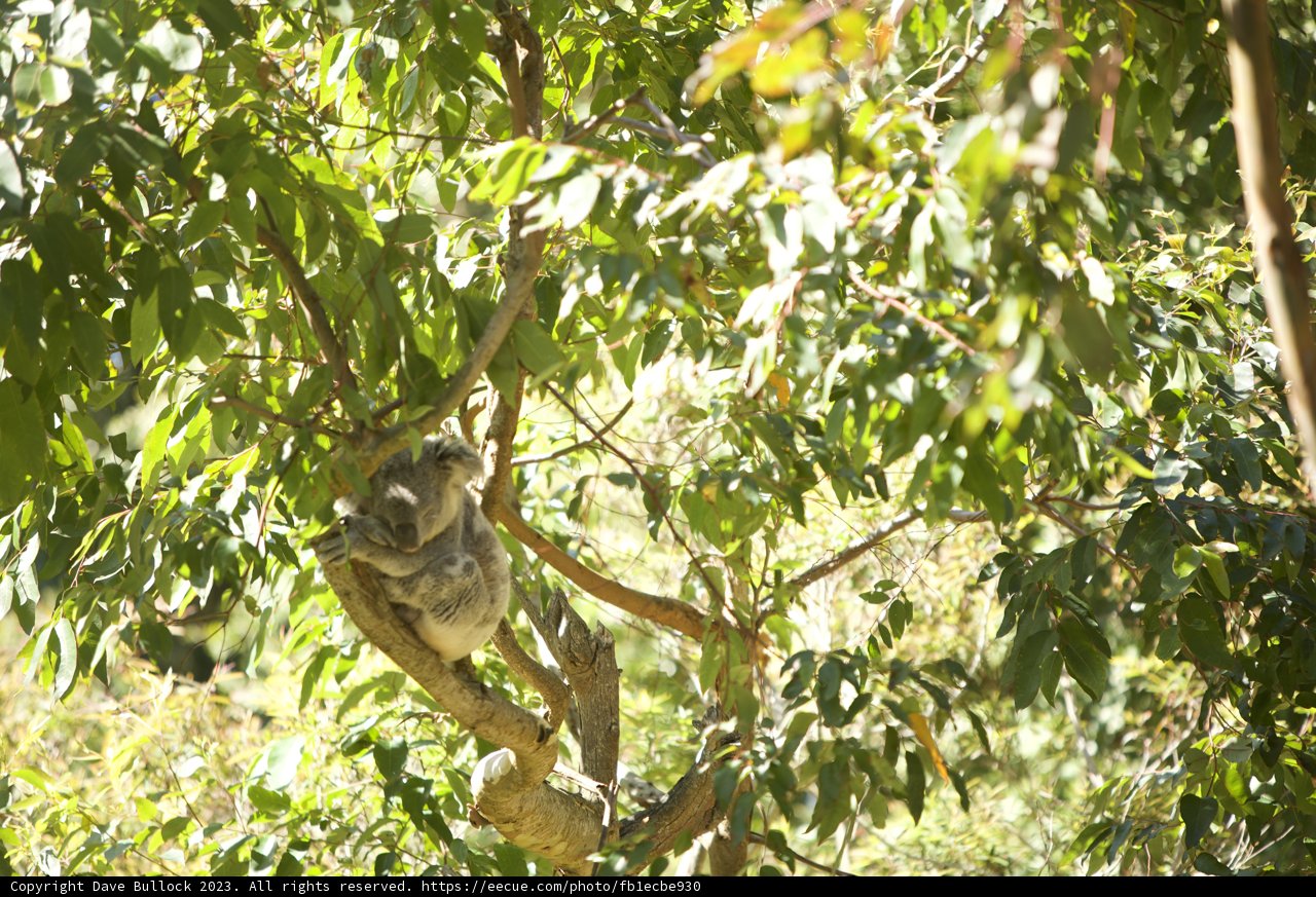 Tender Moments - A Koala Family at SF Zoo