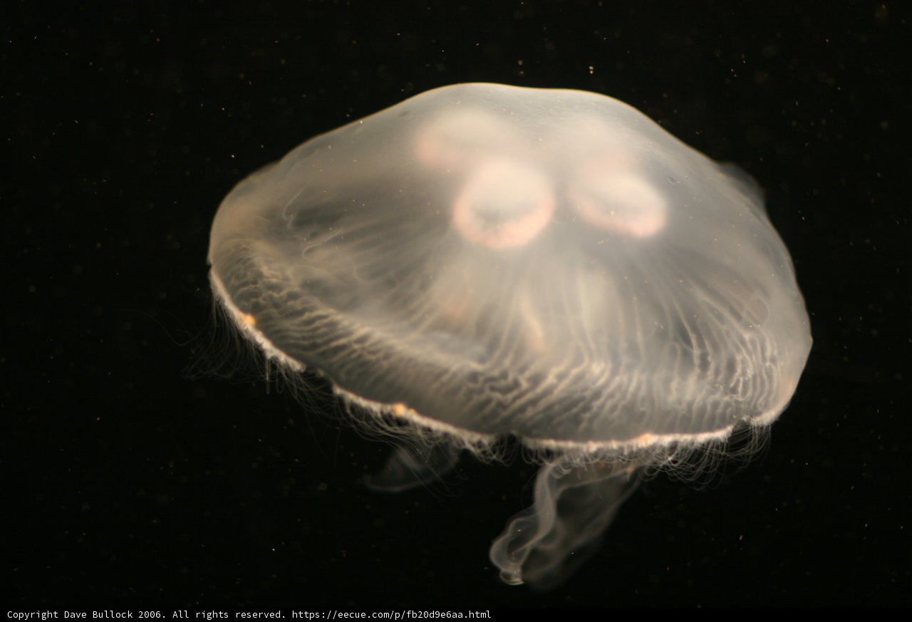 Glowing Jellyfish in the Deep Sea