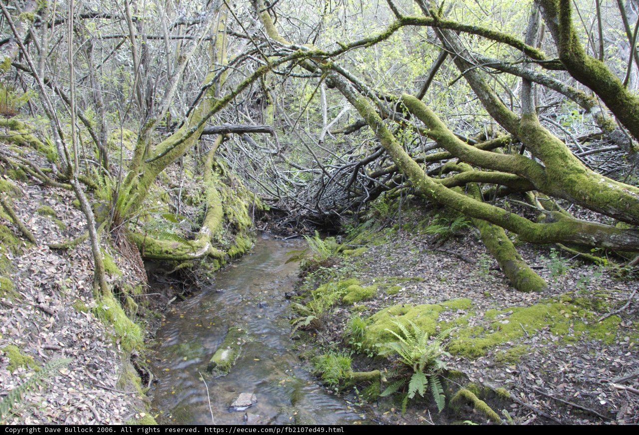 Serenity in the Forest Stream