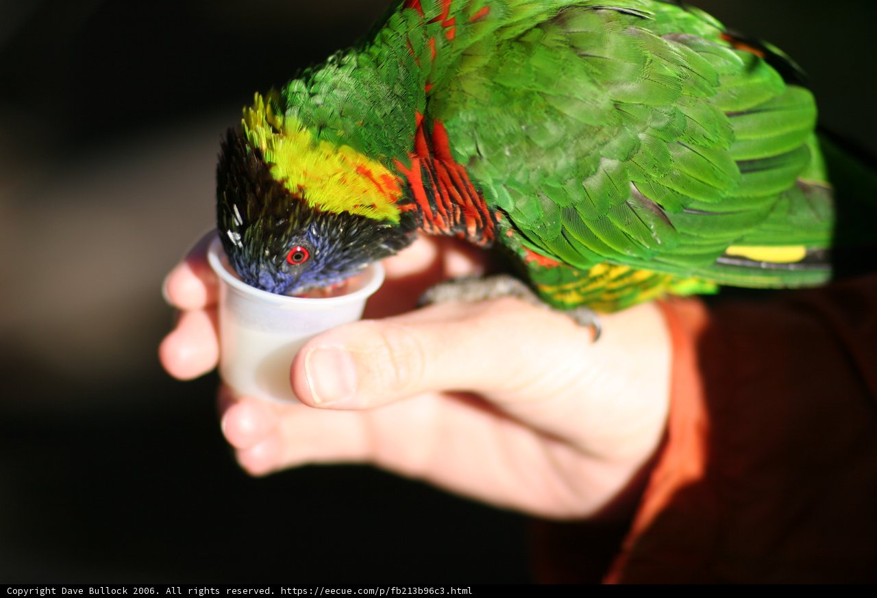 Bird Sipping from a Cup