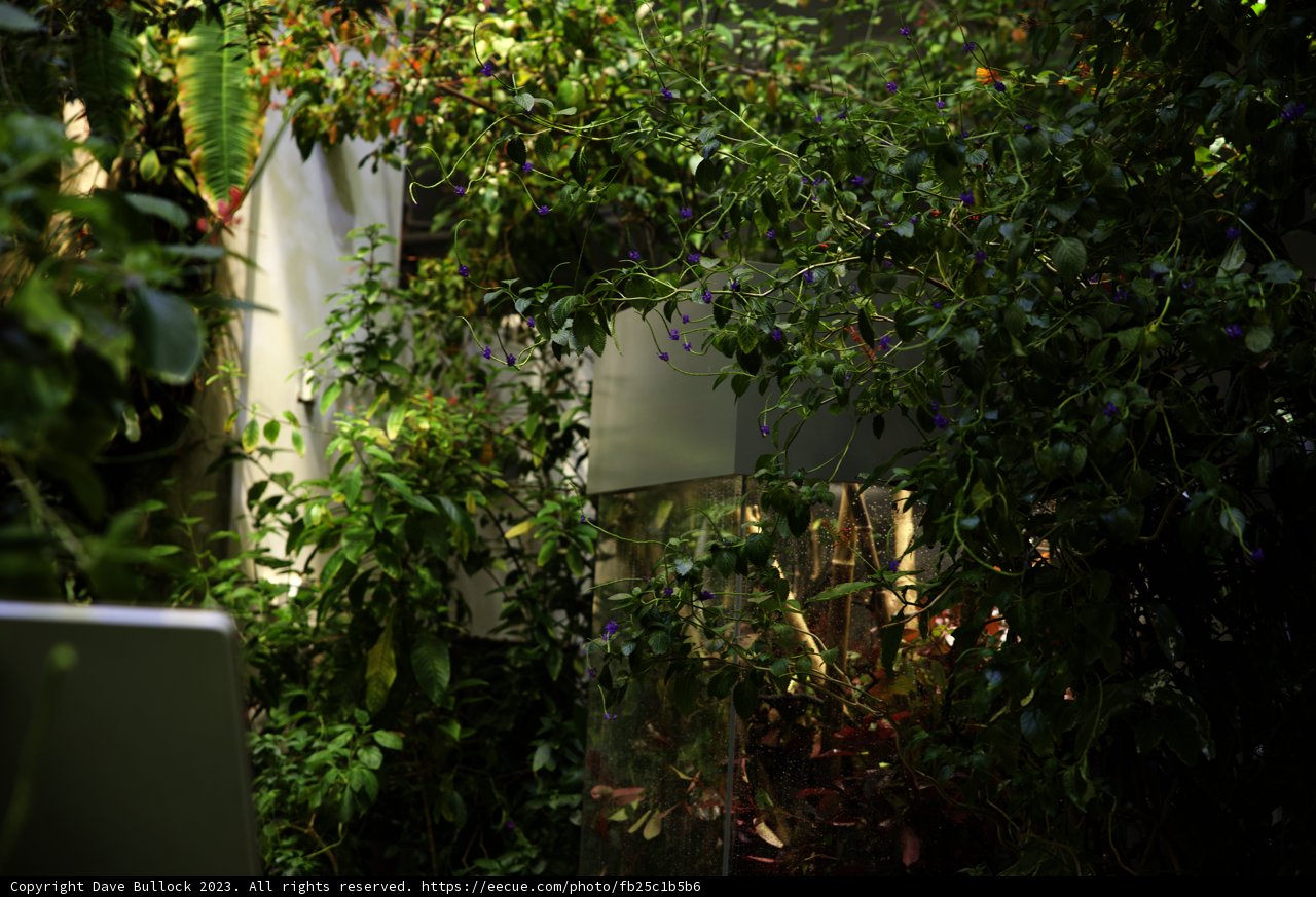 Serenity in the Green Oasis