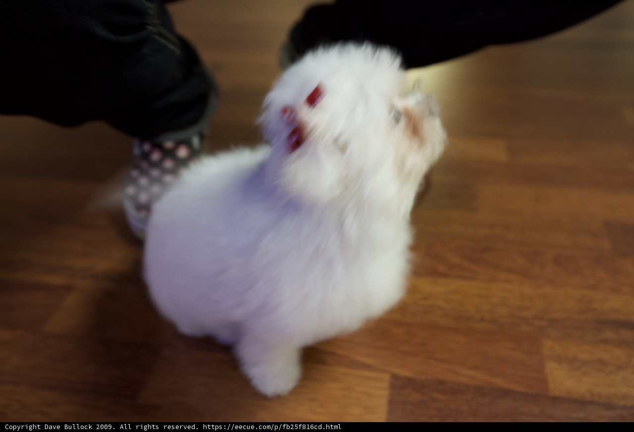 Isobot and Penny on Hardwood Flooring