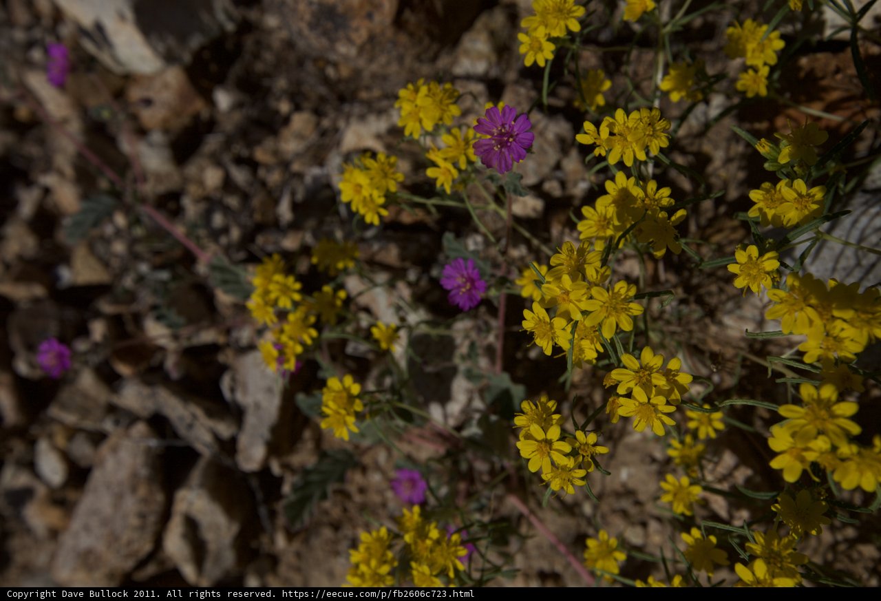 Blooming Amidst Rocks