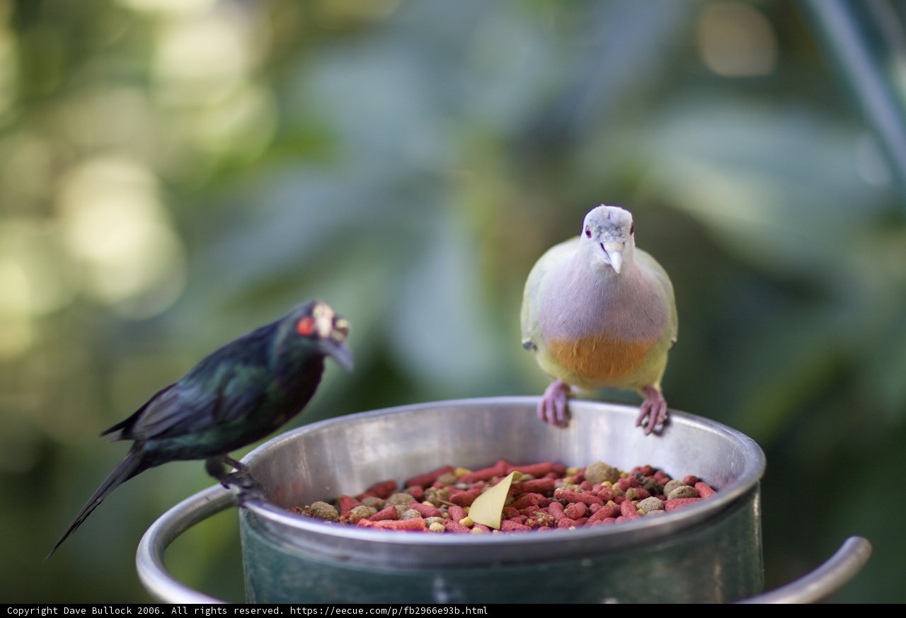 Feathered Friends on the Bowl