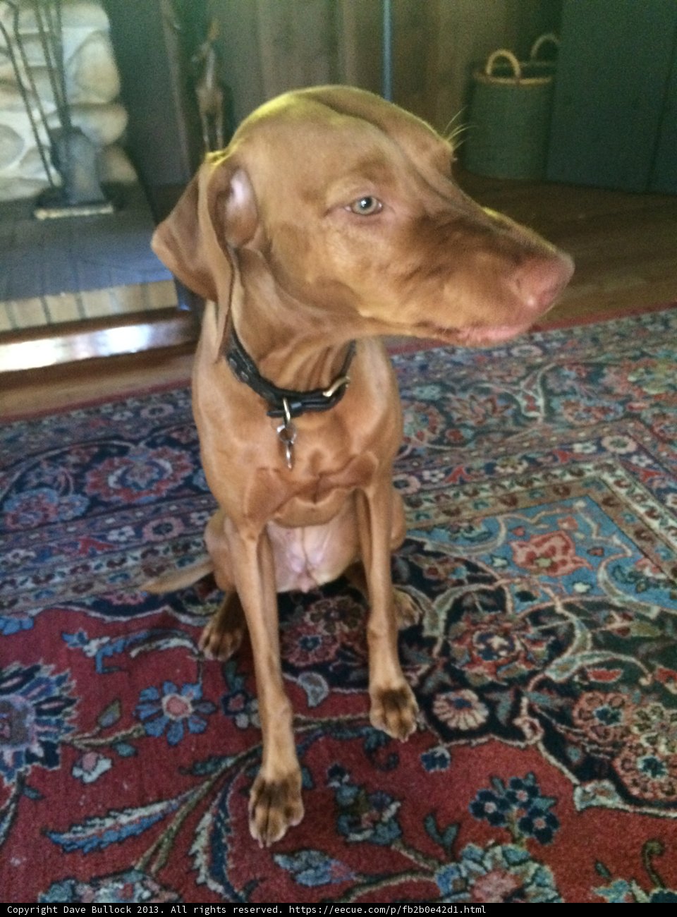 Cozy Canine Companion by the Fireplace