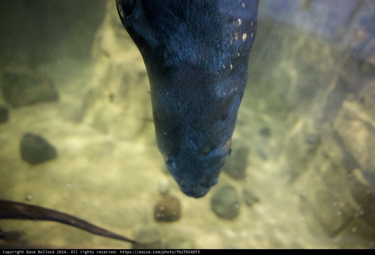 Aquatic Marvels: A Glimpse into the Deep