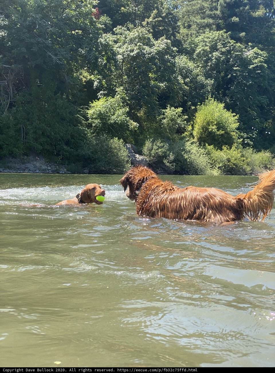 Summer Fun with Two Canine Swimmers