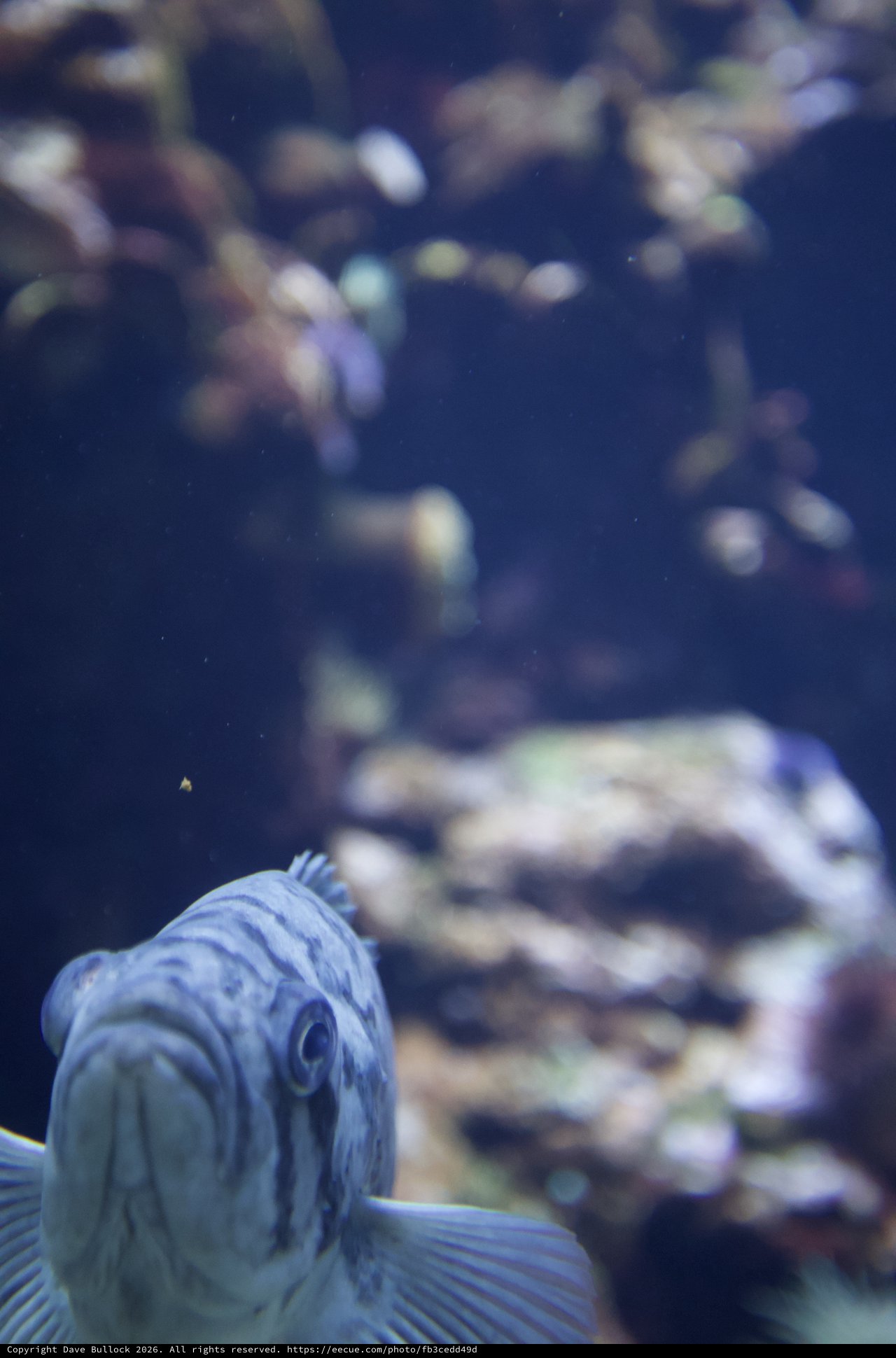 Blue Fish in Contemplative Aquarium Portrait