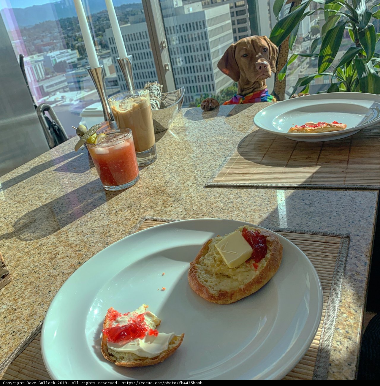 Brunch with Fido