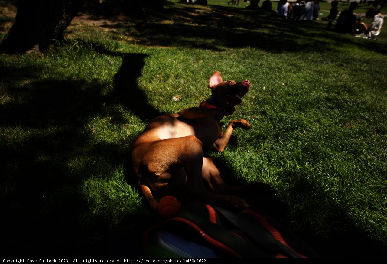 Summer Bliss in Delores Park, 2023