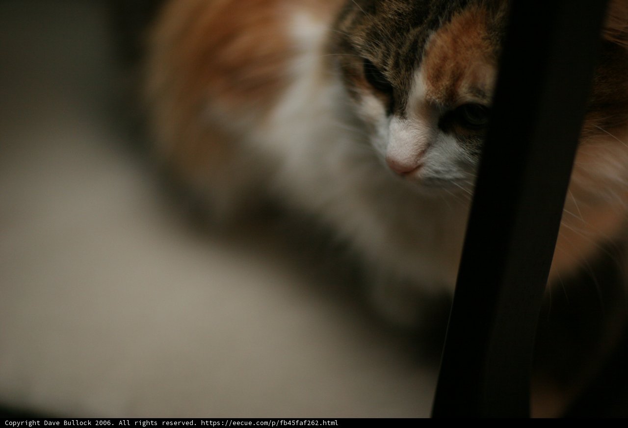 Feline Focus