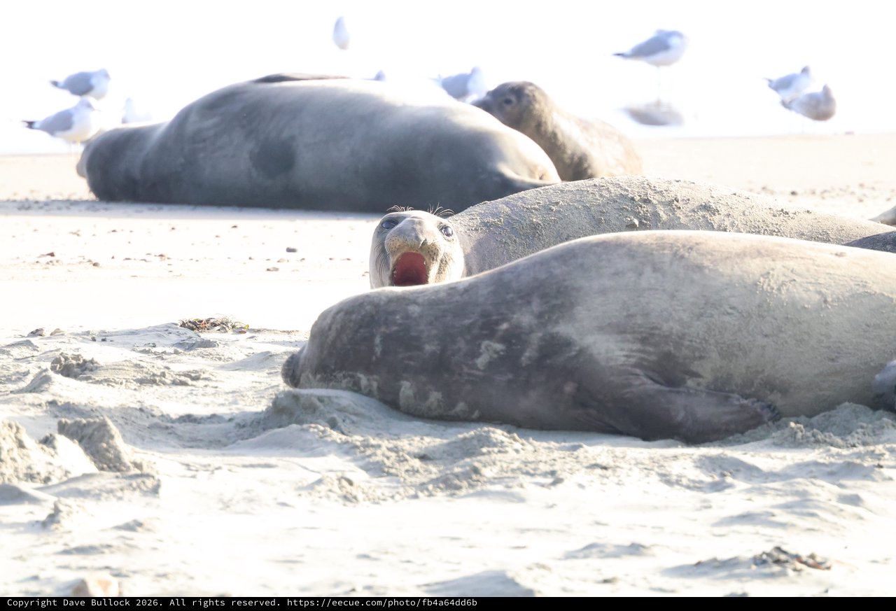 Elephant Seal Yawning Among Colony on Sandy Beach