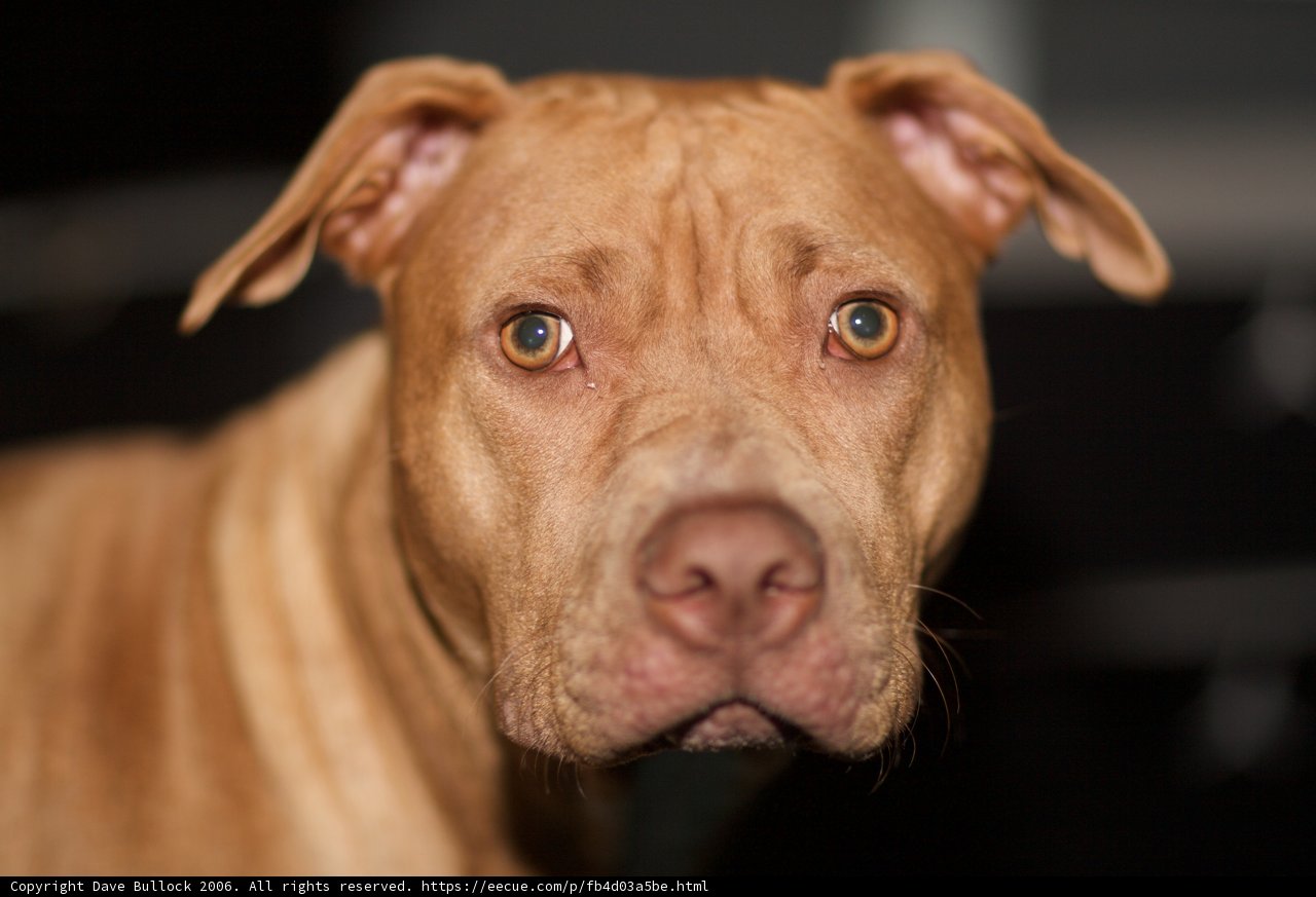 Big-Eyed Canine Companion