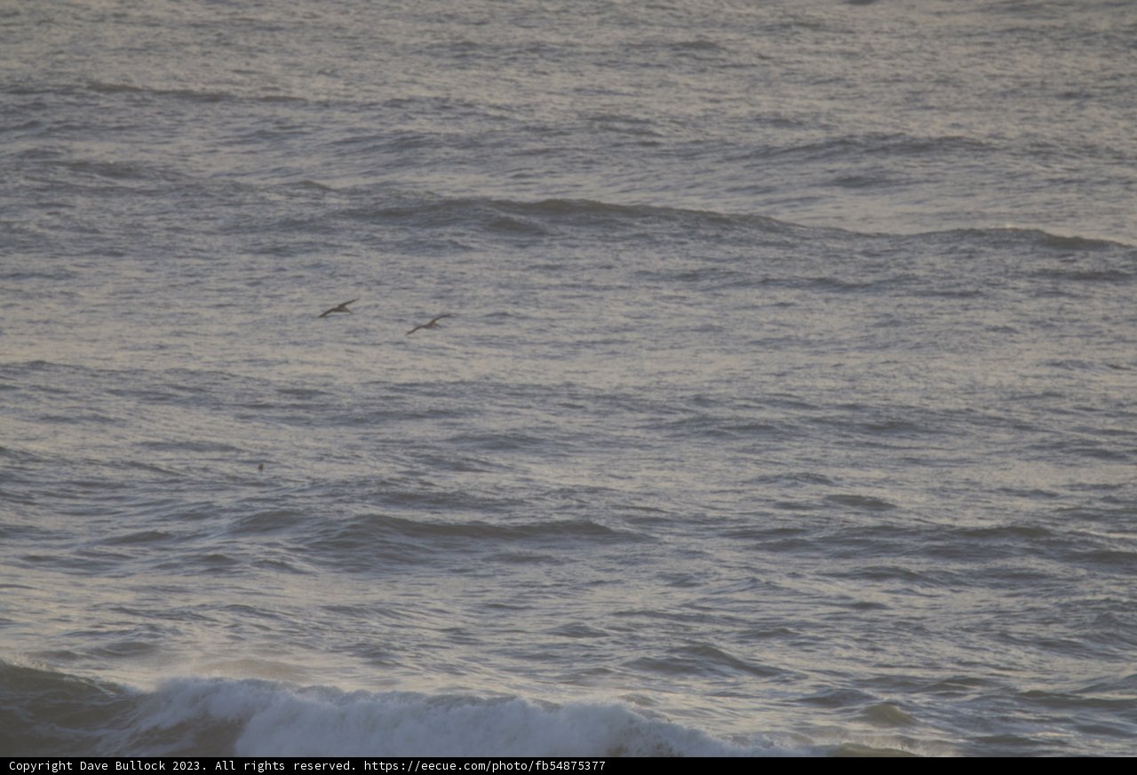 Serene Soar over the Pacifica